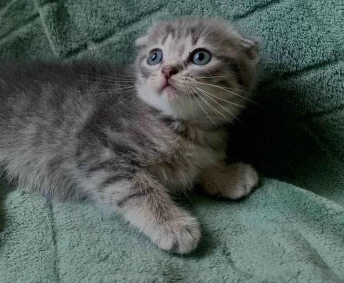 Пропал котёнок, ЖД район