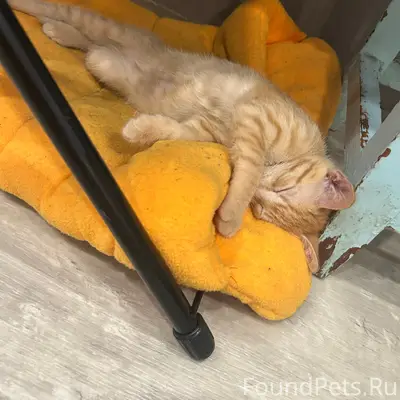 Пропал рыжий кот Том, улица Средне-Московская