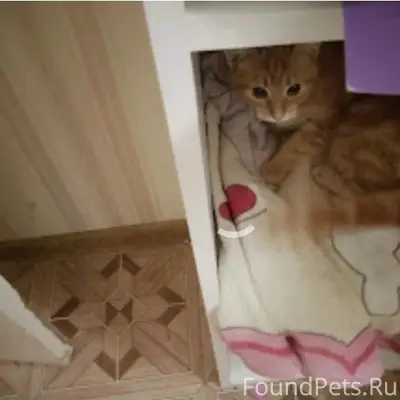 Пропала рыжая кошка, Меленки