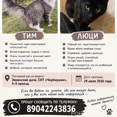 Пропали коты, Эжвинские дачи