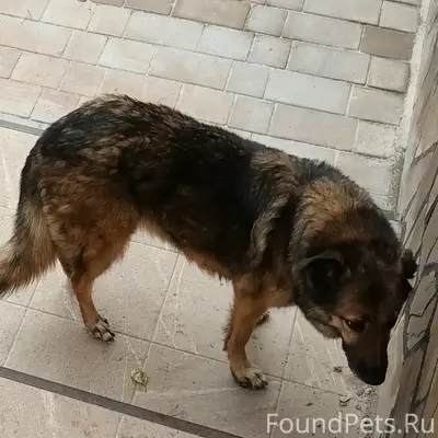 Найден тип собаки не указан, д. Новогромово