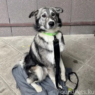 Найден пёс, ЖК