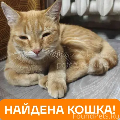 Найдена кошка, Саратов, Высокая улица