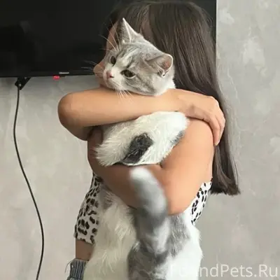 Пропал кот, Водопьянова 14