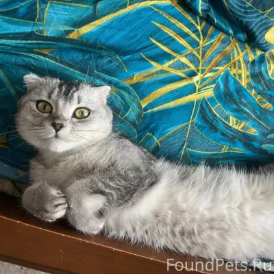 Пропала кошка Буся, Пластунский проезд