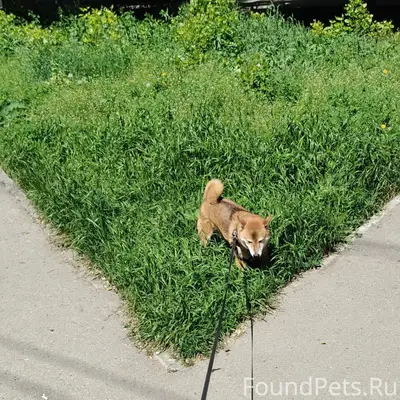 Пропала собака