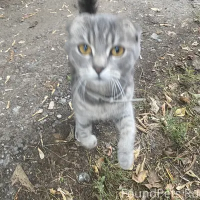 Котенок 