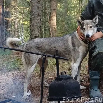 Пропала западно-сибирская лайка аза, Пожьян