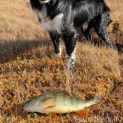 Пропал пёс Чарли