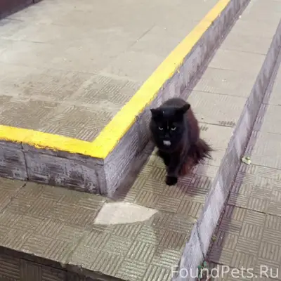 Найдена кошка, район Хим. Факультета
