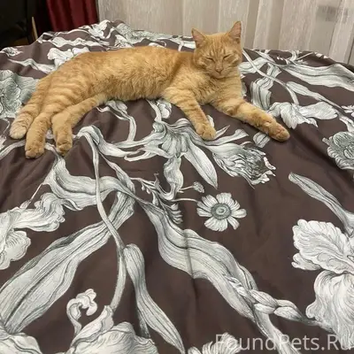 Найден кот, улица Первомайская