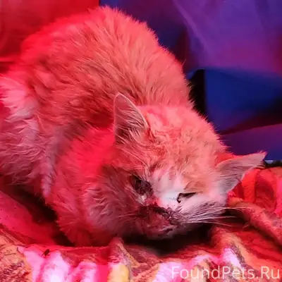 Найден кот, село Деревянное