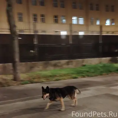 Пропала собака, г. Москва