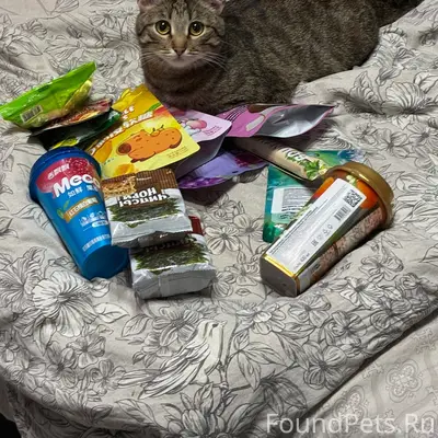 Пропала домашняя кошка Мася