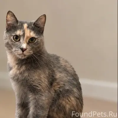 Пропала кошка Соня, район КЗТЗ