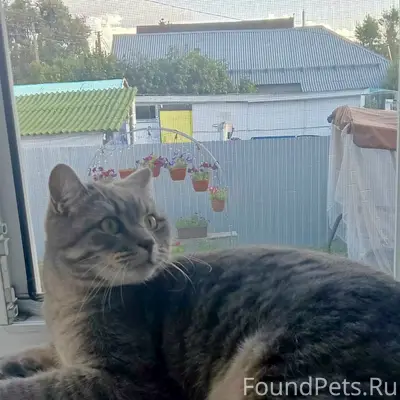 Пропал кот Барсик, улица Центральная