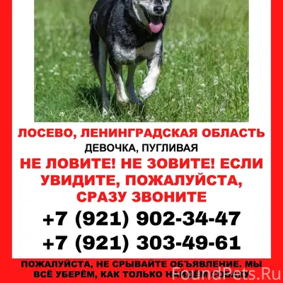 Пропала собака