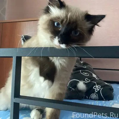 Пропал пушистый кот Марсик, Г. Жуков