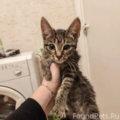 Найден котенок (девочка), район 23:10