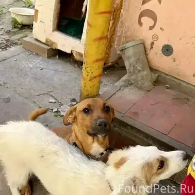 Пропала собака, белая с коричневыми пятнами, Ростов-на-Дону