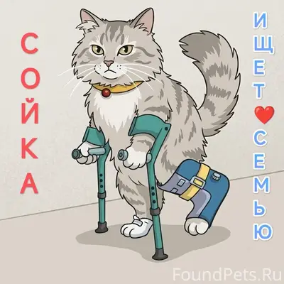 Найдена кошка Сойка, Санкт-Петербург, Колпино