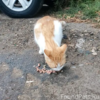 Найден котёнок, набережная Саратова