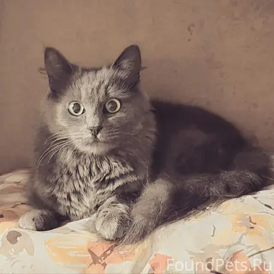 Найдена кошка, похожа на нибелунга, Воронеж Северный