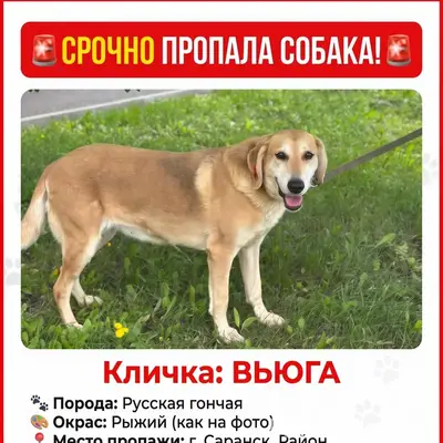 Пропала собака, спорткомплекс Мордовия