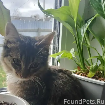 Найден котёнок, Садовая, 5