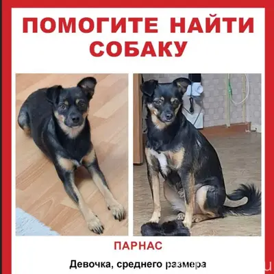 Пропала метис Муся, Парнас