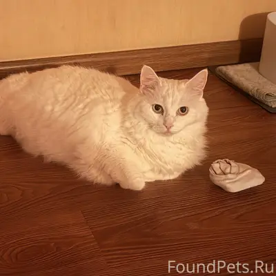 Пропала кошечка!