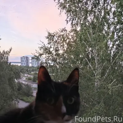 Пропала кошка Сима, Антонова 6