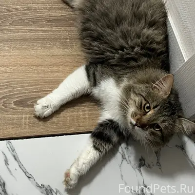 Пропал кот Клайд, Ленинский район