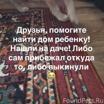 Найден щенок, дача