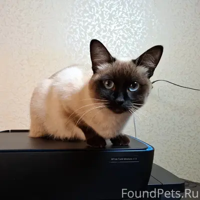 Пропала сиамская кошка Руся, бухта Омега