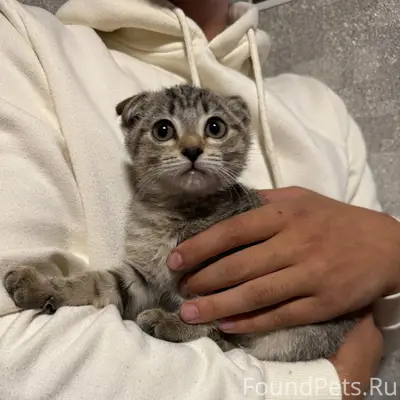 Найден котёнок девочка, ул. Свердлова
