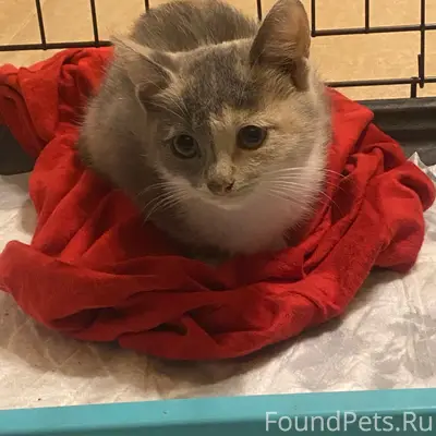 Найдена трёхцветная кошка, Курск
