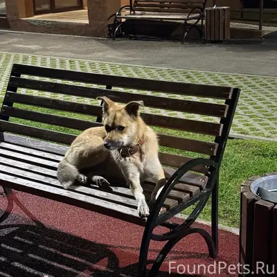 У кого щенок убежал? Кто-то...