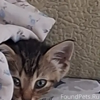 Найдены котята в деревне Березнево