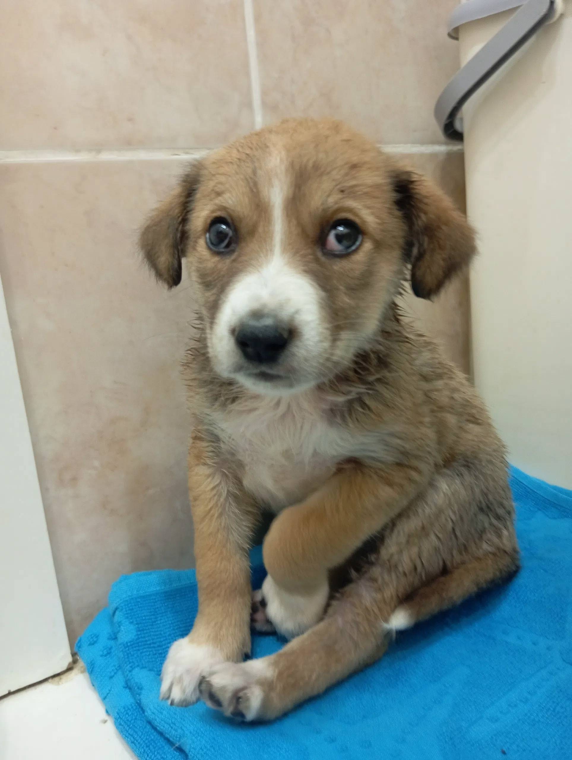 Найден щенок, г. Волгоград