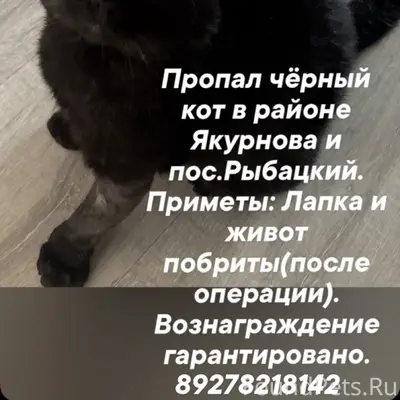 Пропал кот черный