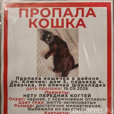 Пропала кошка, Ногинск