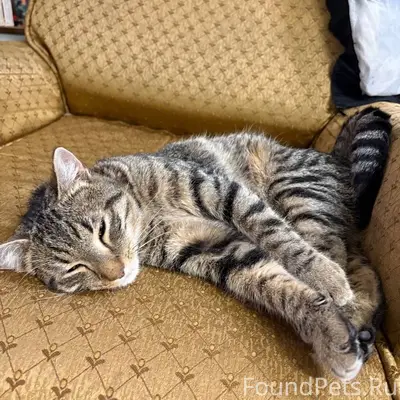 Найден кот, Центральный район