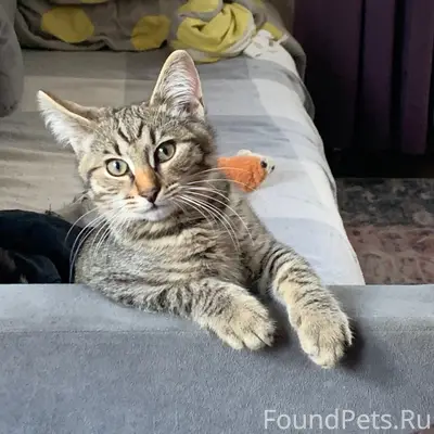 Пропал котёнок Барсик, Коммунальная/Энтузиастов