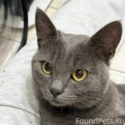 Найден кот, похож на британца, ул. Горпищенко