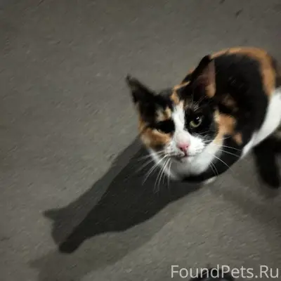 Пропала кошка, видели у ж/д вокзала