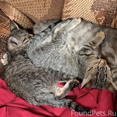 Пропала кошка, сад 12