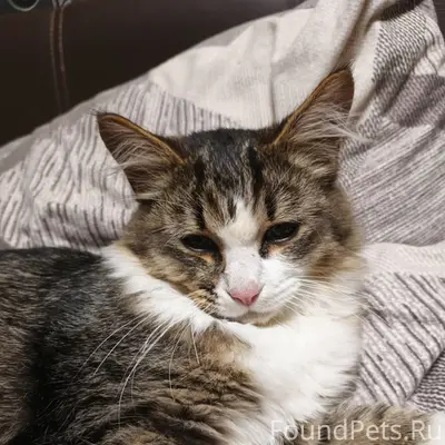 Найден котёнок, д. Костино