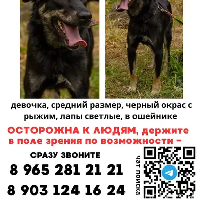 Пропала дворняжка, Москва, ул. Брусилова