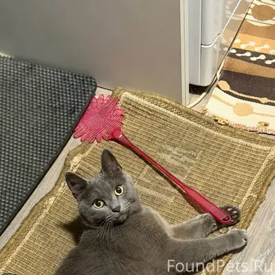 Пропал кот по кличке КИТЯ